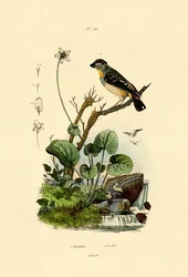 Gefleckter Pardalote